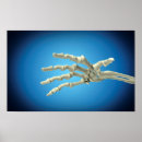 Search for human bones posters Close up