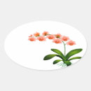 Search for orchid flower stickers Phalaenopsis