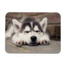 Search for sleeping magnets Puppy