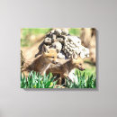 Search for kit canvas prints Nature
