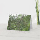 Search for iguanas cards Lizard