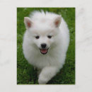 Search for american eskimo dog postcards Eskie