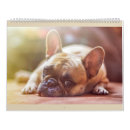 Search for french bulldog calendars Pet