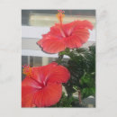 Search for hibiscus postcards Flowers