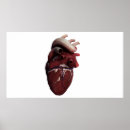 Search for human heart posters 3d