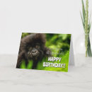 Search for mountain gorillas postcards Animals in the wild