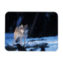 Search for steve magnets Animal