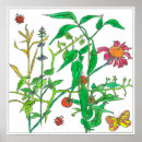 Search for coneflower posters Botanical