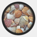 Search for clam shell stickers Beach