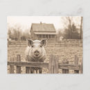 Search for farm pig postcards Rural