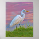 Search for egrets posters Animals