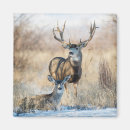 Search for mule magnets Buck