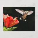 Search for green hibiscus postcards Nature