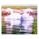 Search for swans swan calendars Cygnets