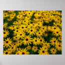 Search for rudbeckia posters Flowers
