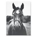 Search for black and white horse art Equestrian