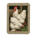 Search for rooster magnets Hen