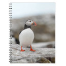 Search for puffin photography Seabird