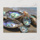 Search for pictures of shells postcards Seashells
