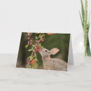 Search for cottontail cards Hare