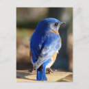 Search for bluebird postcards Bird watching