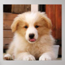 Search for akc posters Pet