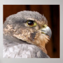 Search for birds of prey posters Falcon