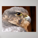 Search for birds of prey posters Falcon