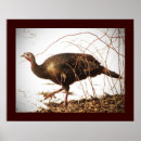 Search for wild turkeys posters Gobbler
