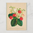Search for ananas postcards Botanical