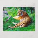 Search for bengals postcards Nature