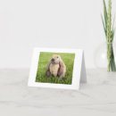 Search for lop cards Rabbit