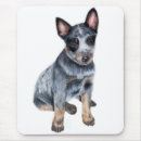 Search for blue heeler electronics Queensland
