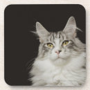 Search for whiskers coasters Animal