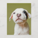 Search for pit postcards Pit bull puppy