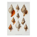 Search for scientific illustration posters Sea