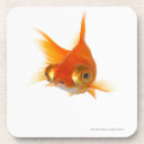 Search for big eyes barware Animal