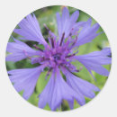 Search for blue cornflowers stickers Wild flower