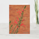 Search for red wildflowers cards Floral