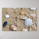 Search for scallop posters Nature