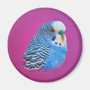 Search for parakeet magnets Budgie