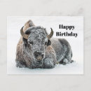 Search for bison birthday cards Wyoming