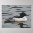 Search for merganser posters Duck