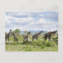 Search for two giraffe postcards Outdoors
