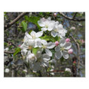 Search for crab apple Bloom