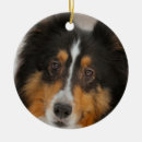 Search for sheltie christmas tree decorations Pet