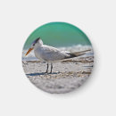 Search for tern Bird