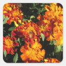 Search for orange marigold stickers Floral