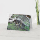 Search for fallen tree postcards Trees