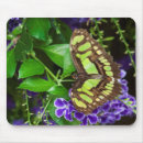 Search for tropical butterflies mousepads Nature